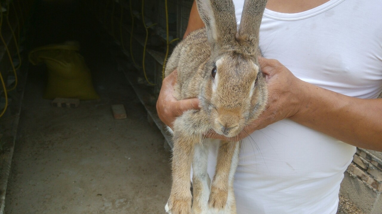 beat365:张杰实体专辑《未·LIVE》战绩骄人 预售一周获IFPI白金唱片认证(图2) beat365:张杰实体专辑《未·LIVE》战绩骄人 预售一周获IFPI白金唱片认证(图2)