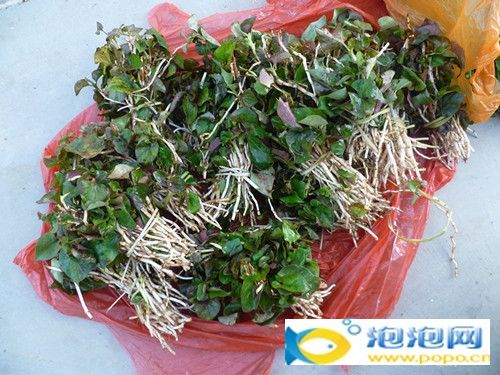 beat365官网中文_全民齐唱《我爱你中国》剧组走进油菜花海……(图3) beat365官网中文_全民齐唱《我爱你中国》剧组走进油菜花海……(图3)